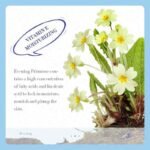 SADOER Evening Primrose Vitamin E Cream 300g - Image 5